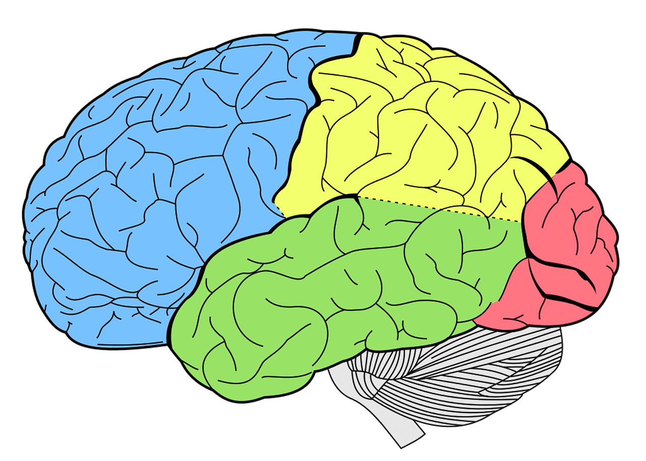 imagen del cerebro