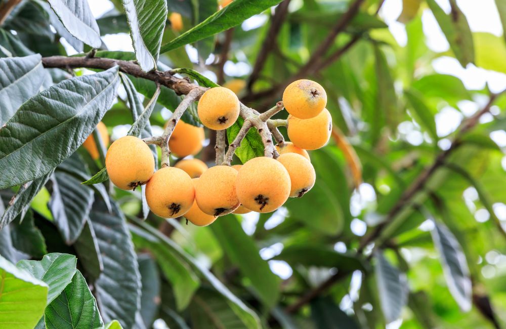 Salud y Níspero: Beneficios Nutricionales de esta Deliciosa Fruta