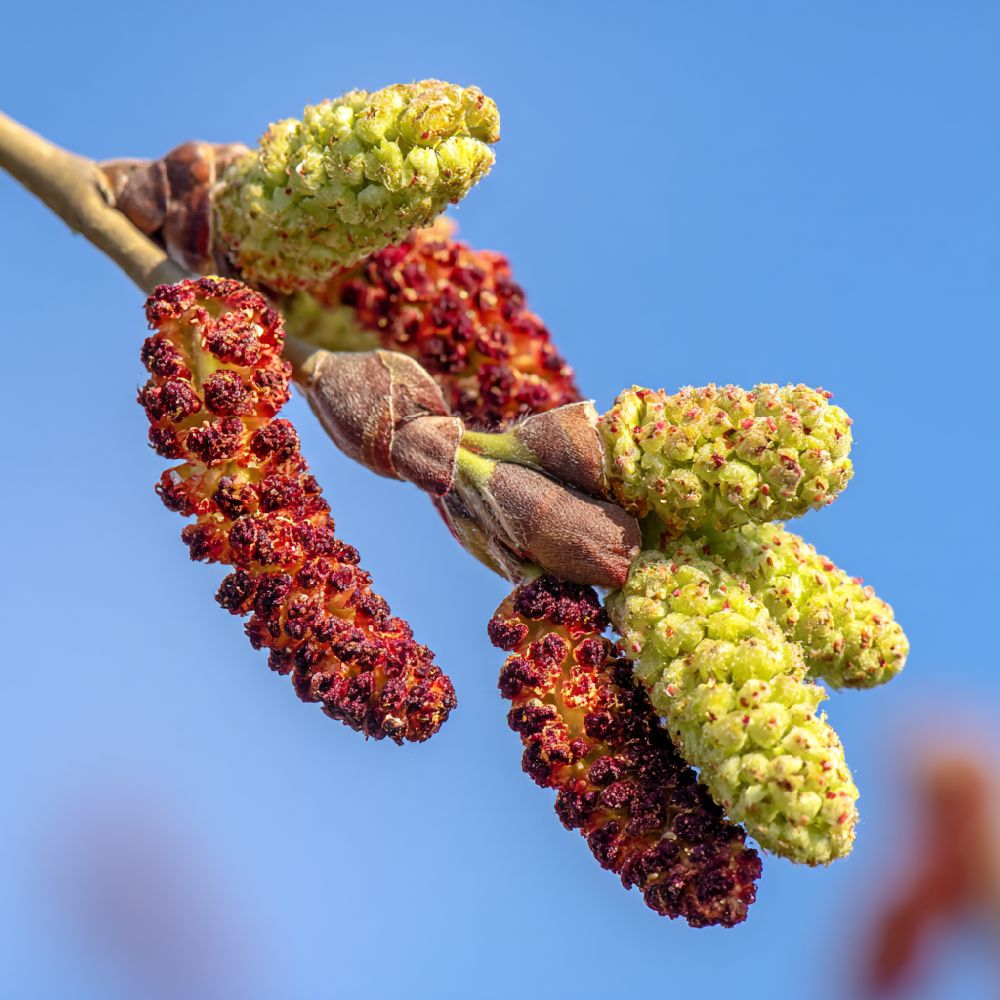 flor del alamo blanco white poplar flower