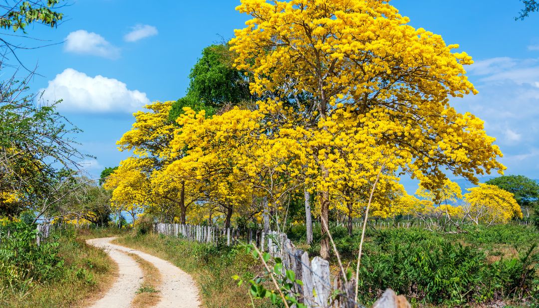 Esplendor amarillo del árbol guayacán en floración