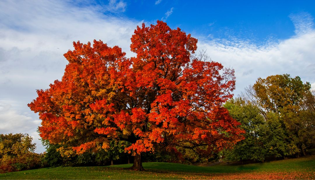 Imagen destacada de un majestuoso árbol de maple en otoño
