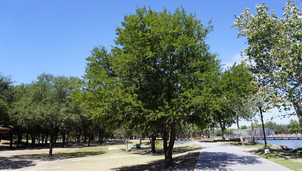 Majestuoso árbol de ébano en paisaje natural
