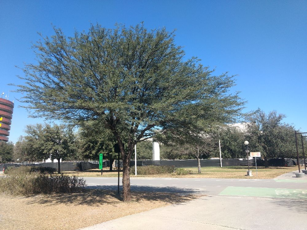 mesquite tree in Fundidora Park mesquite tree in Fundidora Park