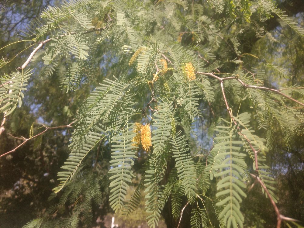 mesquite tree flower mesquite tree flower