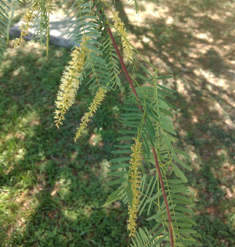 leaf and flower of mesquite tree leaf and flower of mesquite tree