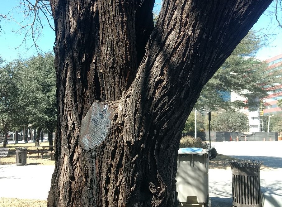 mesquite tree trunk 2 mesquite tree trunk 2