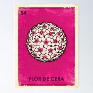 poster hoya flor de cera wax plant loteria mexicana