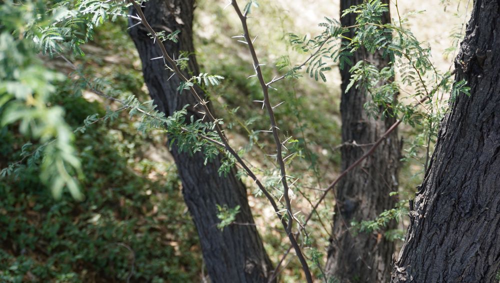 Thorns on the branches of the huizache tree Thorns on the branches of the huizache tree