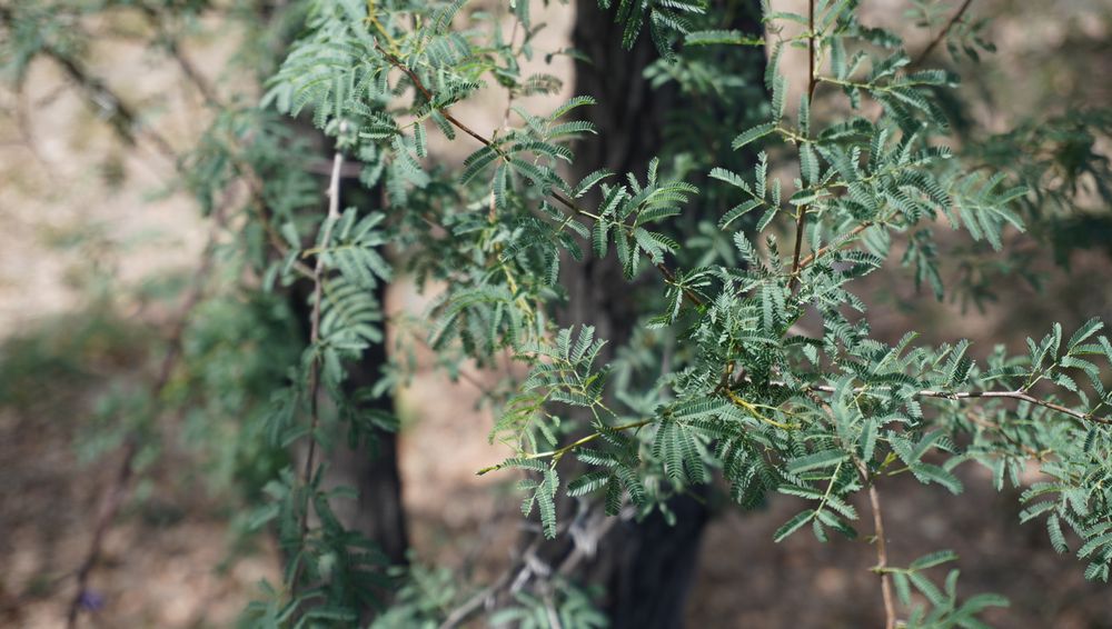 Green leaves of the huizache tree Green leaves of the huizache tree