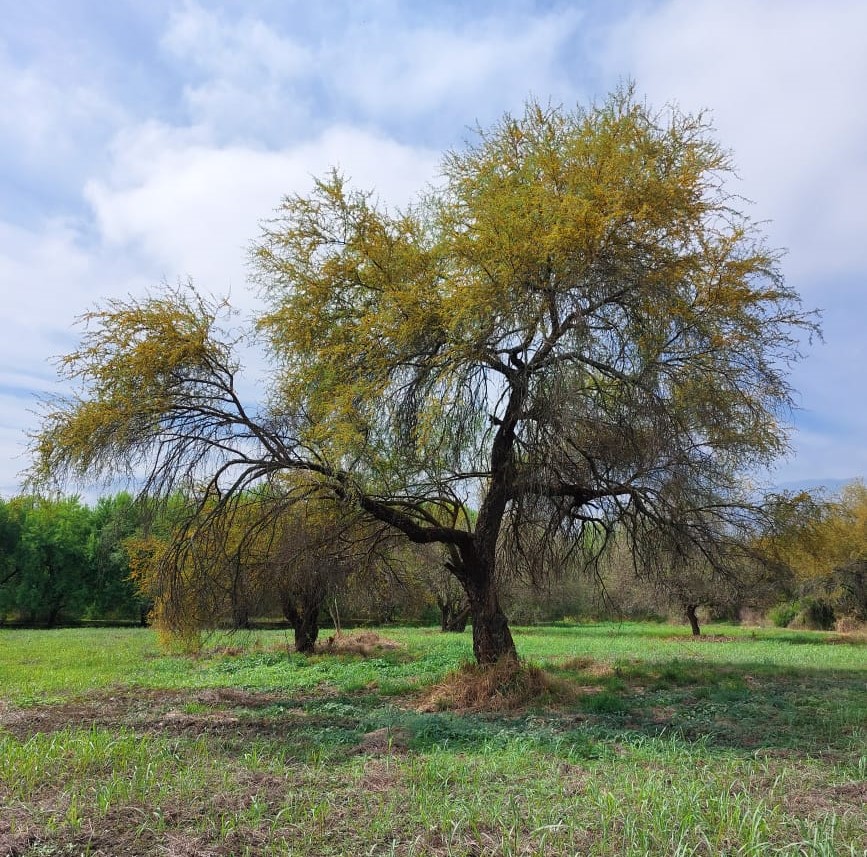 adult huizache tree in Allende, Nuevo León in flowering stage adult huizache tree in Allende, Nuevo León in flowering stage