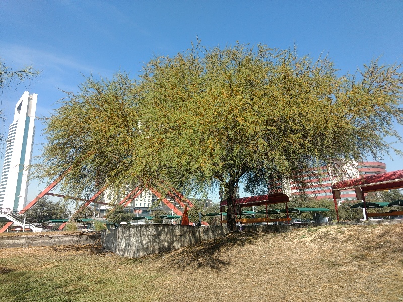 Huizache tree in Fundidora Park of Monterrey