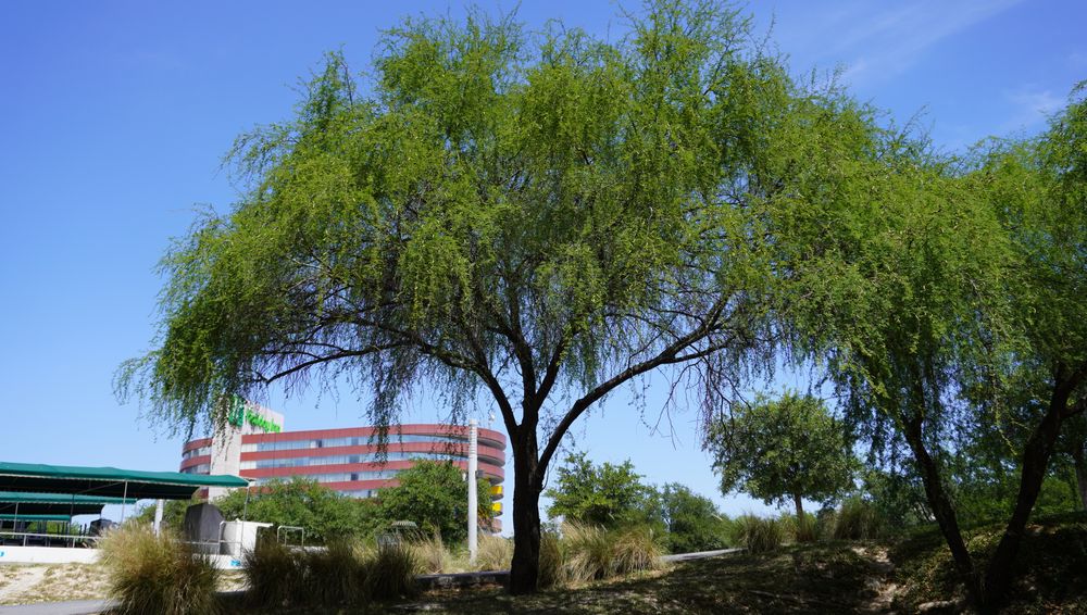 huizache tree huizache tree