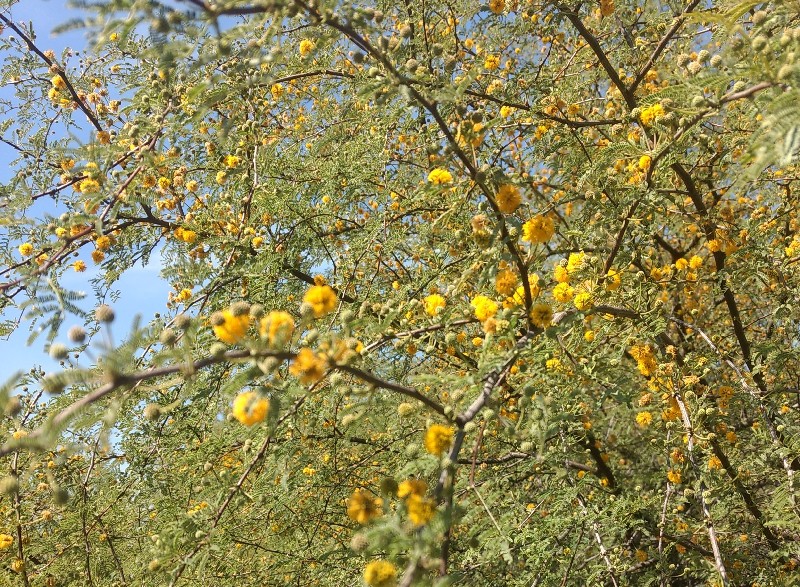 huizache trees in Monterrey with flowers in the month of March mesquite trees in Monterrey with flowers in the month of March